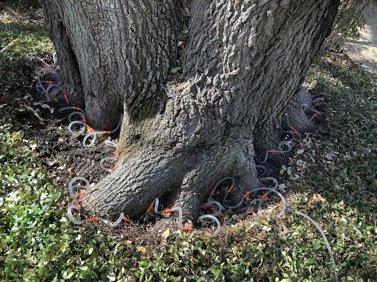 Detailed Tree Cabling and Bracing job site in Eckerman