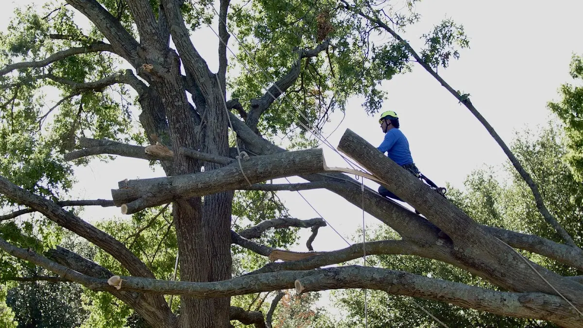 Professional Crown Thinning performed by certified arborists in Eckerman