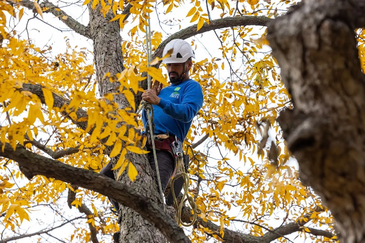 Skilled Tree Planing crew working in Eckerman